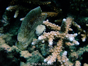 This little chap was lying on the bottom of sand around 5... by Maria Machin 